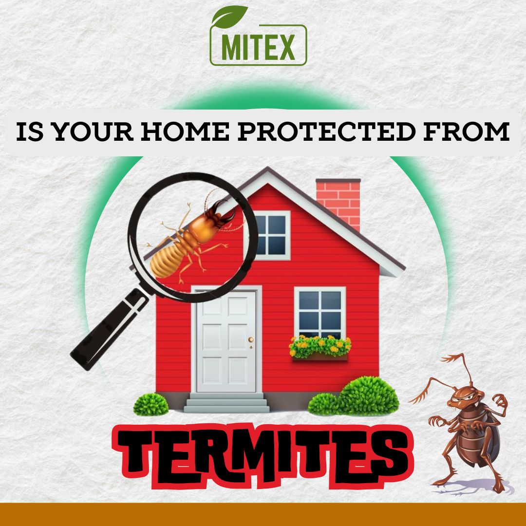 Termite Killer Spray - Effective solution for home